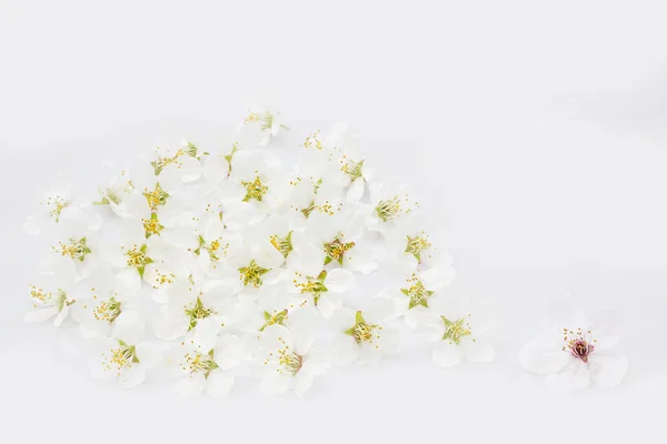 Spring blossoms on white background — Stock Photo, Image