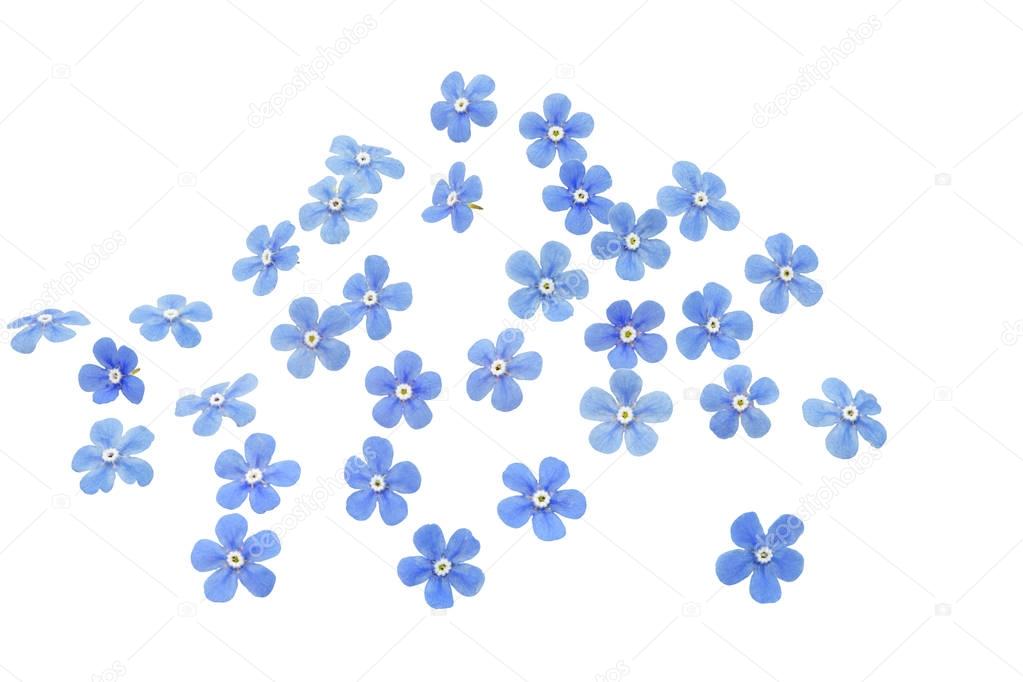 Forget me not flowers, closeup, isolated