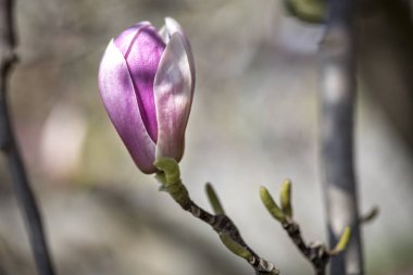 Bahar Manolya çiçekleri