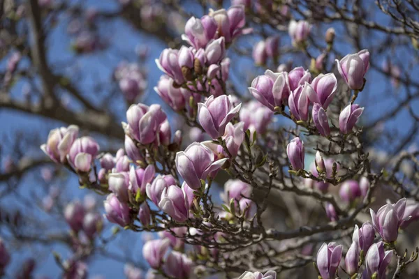 Magnolia virágok tavasszal — Stock Fotó