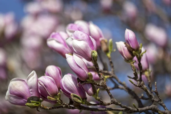 Flor de magnólia na primavera — Fotografia de Stock