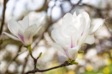 Baharda çiçek açan manolya