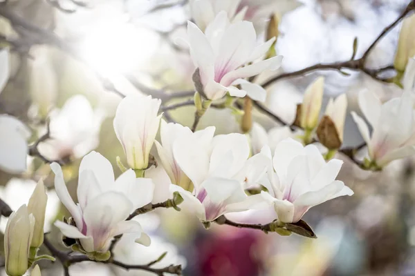 Magnolia floreciente en primavera — Foto de Stock