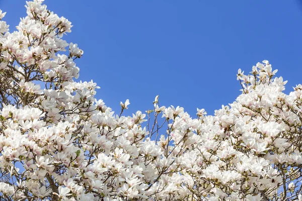 Kwitnąca magnolia wiosną — Zdjęcie stockowe