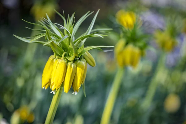 Fritillaria imperialis flowers in a garden — Stock Photo, Image