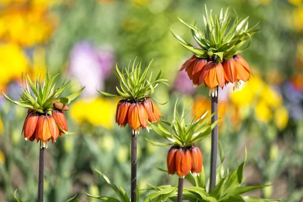 Fritillaria imperialis flowers in a garden — Stock Photo, Image