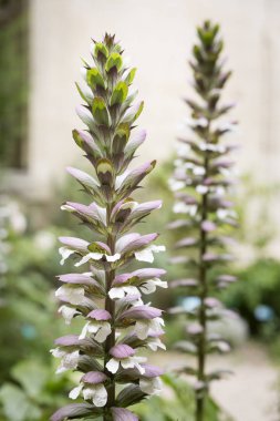 Acanthus Mollis çiçekler ya da ayılar pantolon