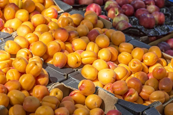 Ripe apricots on a market in France — Stock Photo, Image