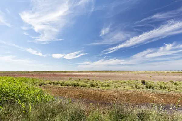 Typical landscape in the southern Camargue district, South France — Stock Photo, Image