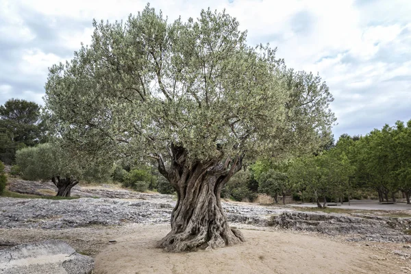 Γέρικη ελιά στη Νότια Ευρώπη — Φωτογραφία Αρχείου