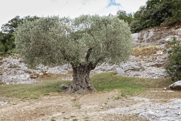 Güney Avrupa'nın eski zeytin ağacı