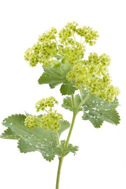 Alchemilla flowers isolated on white clipart