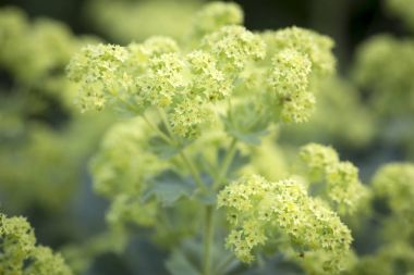 Bahçede, closeup Alchemilla çiçek