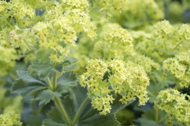 Bahçede, closeup Alchemilla çiçek