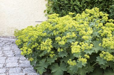 Bahçede, closeup Alchemilla çiçek