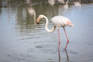 Güney Fransa Camargue İlçesi'nde tek Flamingo