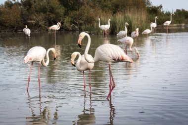 Flamingolar, Güney Fransa Camargue bölgesinde bir parkta