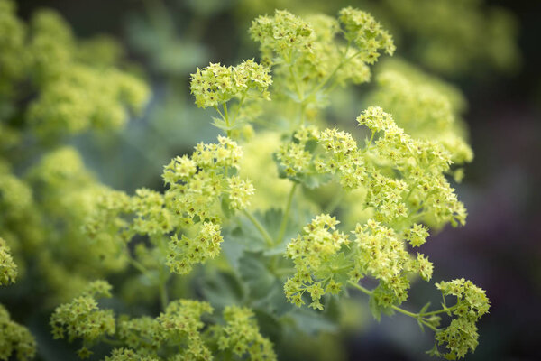 Алхемилла цветы в саду, крупным планом
