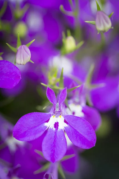 Pink Lobelia erinus flowers, closeup — Stock Photo, Image