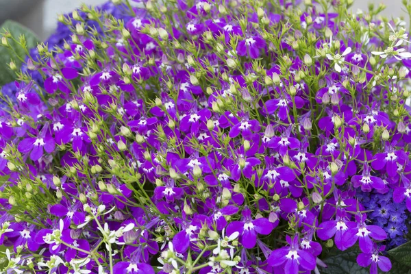 Pink Lobelia erinus flowers, closeup — Stock Photo, Image