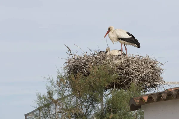 Storch im Nest, Camargue, Südfrankreich — Stockfoto