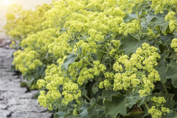 Alchemilla fiori in giardino, primo piano Foto Stock