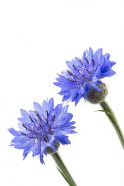 Çiçek açan Peygamber (Centaurea cyanus), beyaz arka plan üzerinde izole