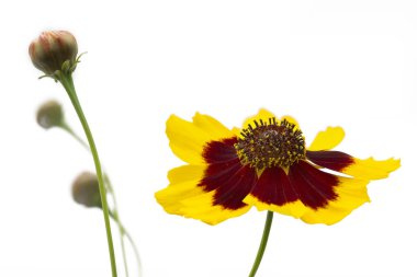 Beyaz izole tek büyük yapraklı sinirli ot çiçek