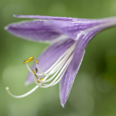 Tek Hosta çiçeği, closeup bahçede vurdu
