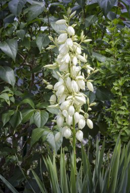 Bahçede bir Yucca Filamentosa bitkinin çiçekleri