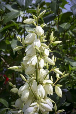 Bahçede çiçek açan Yucca Filamentosa bitki