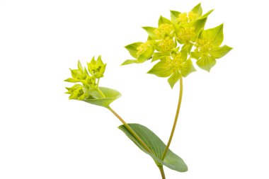 Bupleurum rotundifolium closeup, beyaz arka plan üzerinde izole