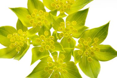 Bupleurum rotundifolium closeup, beyaz arka plan üzerinde izole