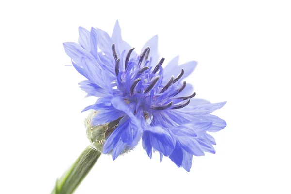 Blooming Cornflower (Centaurea cyanus), isolated on white background — Stock Photo, Image