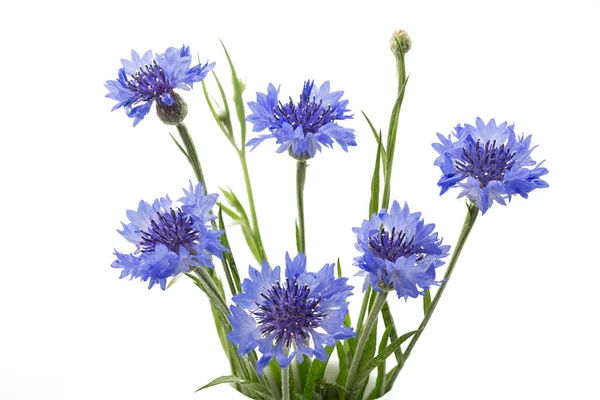 Bleuets à fleurs (Centaurea cyanus), isolés sur fond blanc — Photo
