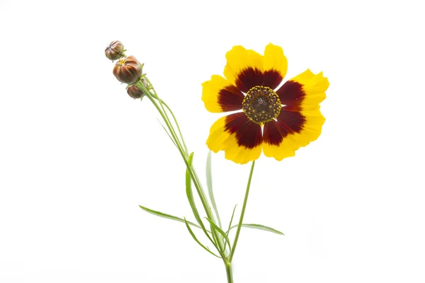 Single Coreopsis lanceolata flower, isolated on white — Stock Photo, Image