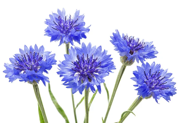 Blühende Kornblumen (Centaurea cyanus), isoliert auf weißem Hintergrund — Stockfoto