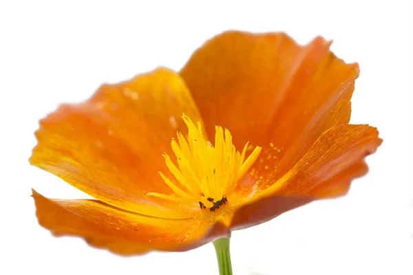 California poppy (Eschscholzia californica), isolated on white — Stock Photo, Image