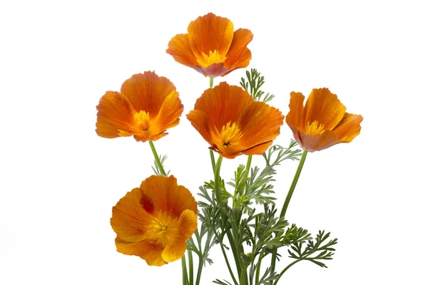 Kalifornien vallmo (Eschscholzia californica), isolerad på vit — Stockfoto