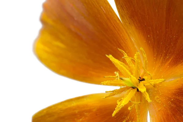 Coquelicot de Californie (Eschscholzia californica), isolé sur blanc — Photo