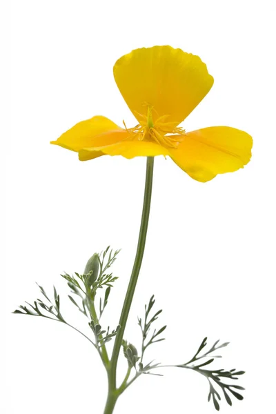 California poppy (Eschscholzia californica), isolated on white — Stock Photo, Image