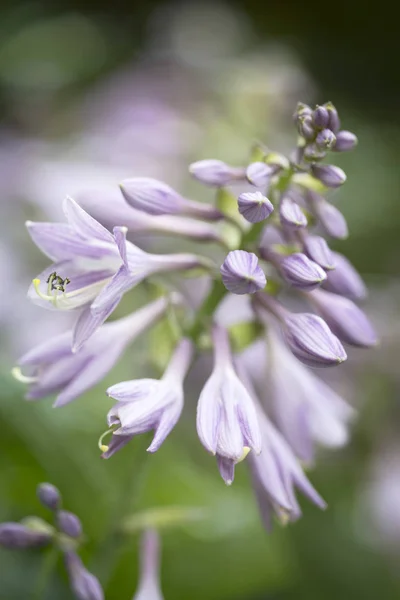 Хоста цветет крупным планом в саду — стоковое фото