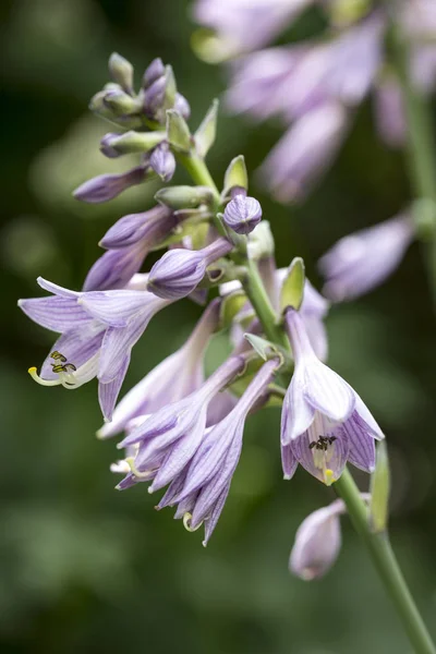 Hosta çiçekleri closeup bahçede — Stok fotoğraf