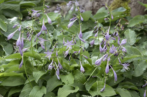 Bahçede çiçek açan Hostas