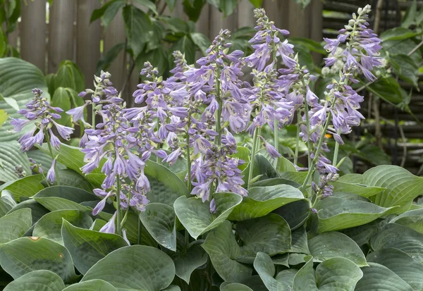 在花园里盛开 Hostas — 图库照片