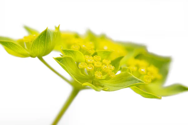 Bupleurum rotundifolium közelkép, elszigetelt fehér background — Stock Fotó