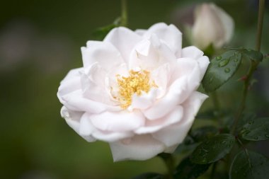 Pembe Gül tırmanma, closeup bahçede alınan vurdu