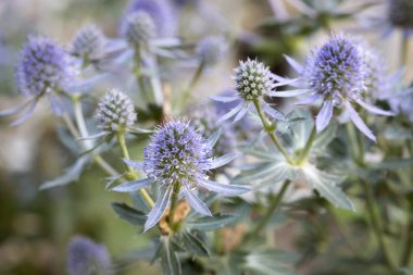 Kleiner Mannstreu (Eryngium planum)