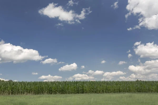 Céu Verão Com Nuvens Sobre Pequeno Campo Milho Baviera Rural — Fotografia de Stock