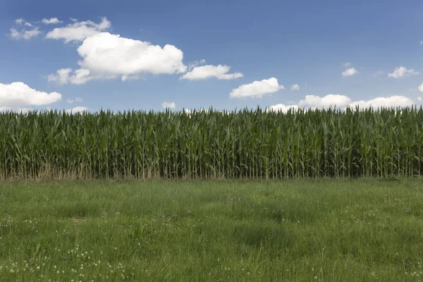 Летнее Небо Облаками Над Небольшим Кукурузным Полем Сельской Местности Баварии — стоковое фото